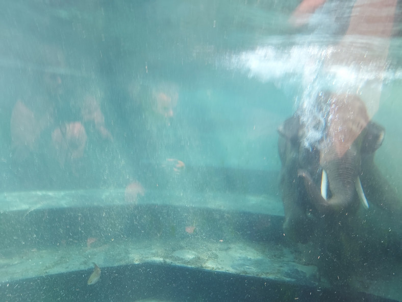 Pływający słoń Taru