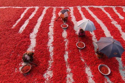 Red Chilies Pickers