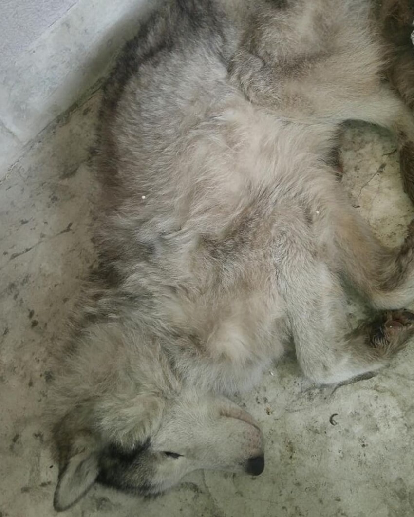 Nakon hvatanja je utvrđeno da je pas u veoma lošem stanju