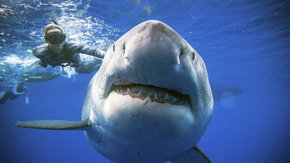 Elképesztő felvételek: kisbusz méretű ez a fehér cápa