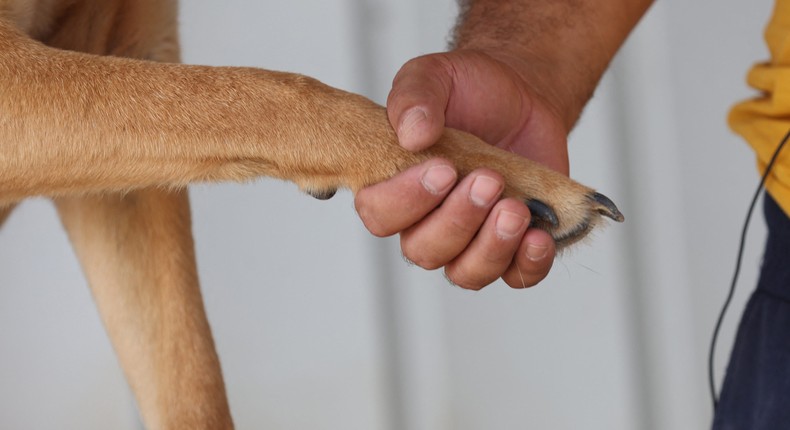 The founder of a dog shelter in Turkey holds the paw of one of his rescued dogsADEM ALTAN/AFP via Getty Images