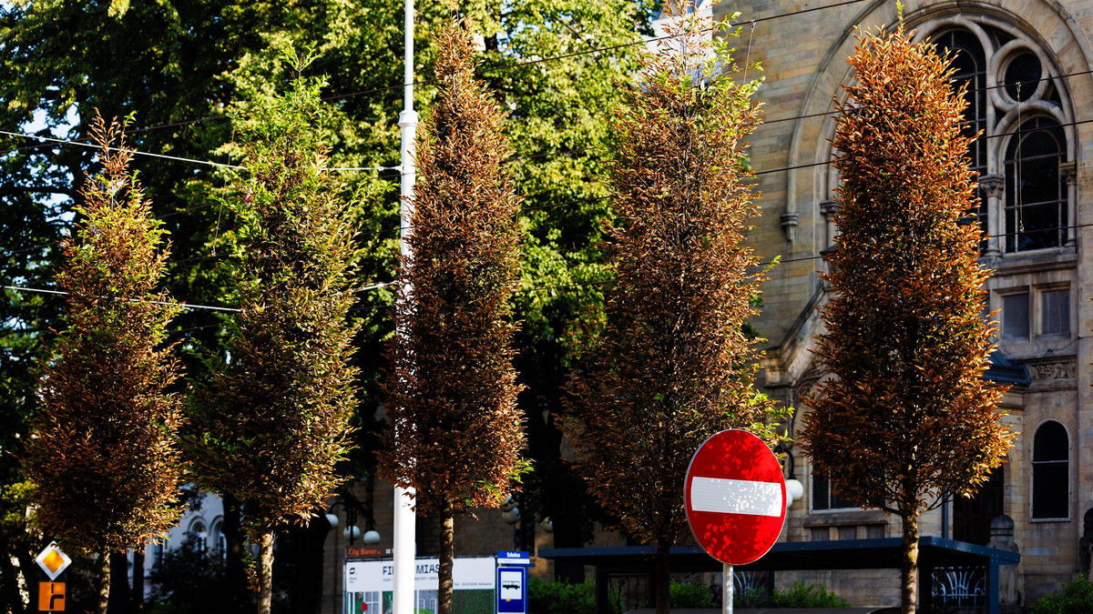 W centrum Katowic usychają kolejne drzewa! Co dalej?