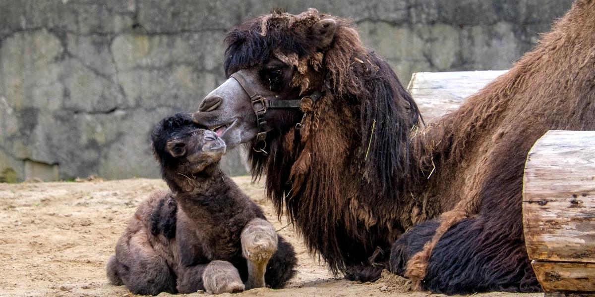 Mały wielbłąd urodził się w zoo