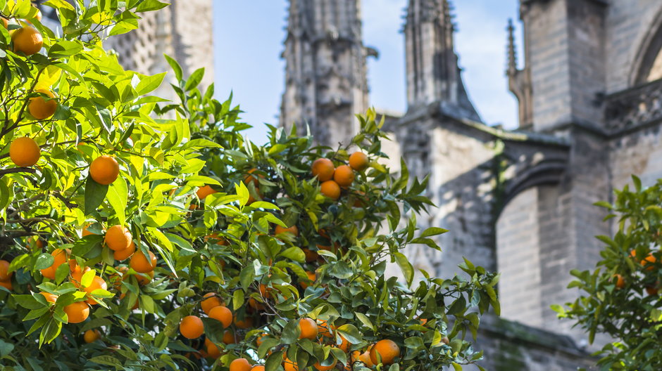 Drzewka pomarańczy przy Katedrze Najświętszej Marii Panny w Sewilli