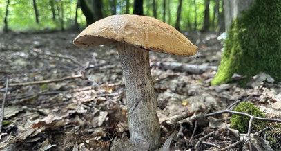 Wiele osób zapomina o tym na grzybobraniu. Jeśli to zrobisz, czeka cię wysoki mandat