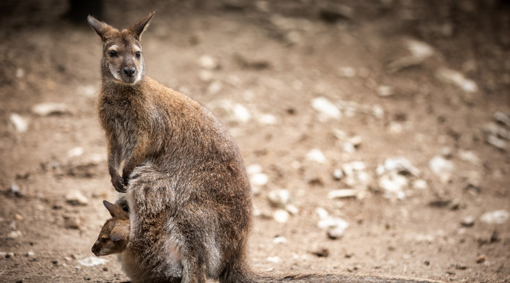 A kis Bennett-kengurunak esze ágában sincs elhagyni a biztonságos erszényt. / Fotó: Veszprém ZOO 