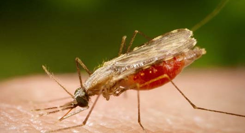 ___4371996___https:______static.pulse.com.gh___webservice___escenic___binary___4371996___2015___11___18___14___malaria