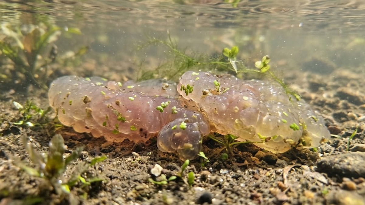 Rečna meduza