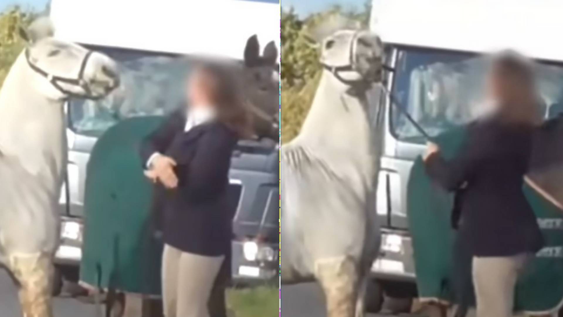 Video ohavného správania obletelo internet: Učiteľka mlátila a kopala koňa, prišla o prácu