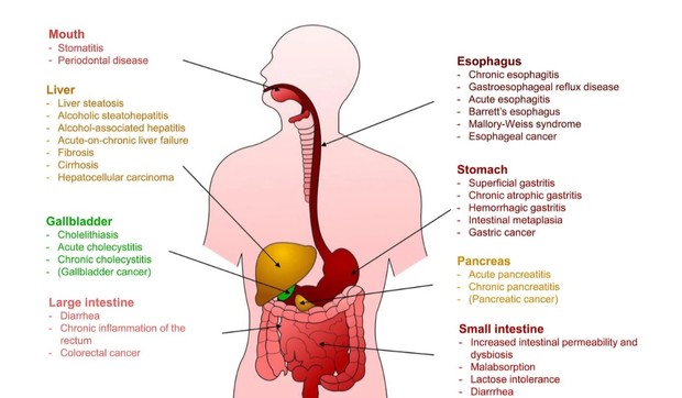 Uticaj alkohola na organe u sistemu za varenje