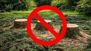 15 000 zł kary za wycięcie trzech świerków na własnej nieruchomości. Skąd taka wysoka kara?