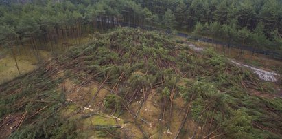 Skandal w Łebie! Położono pokotem setki drzew. Burmistrz wściekły