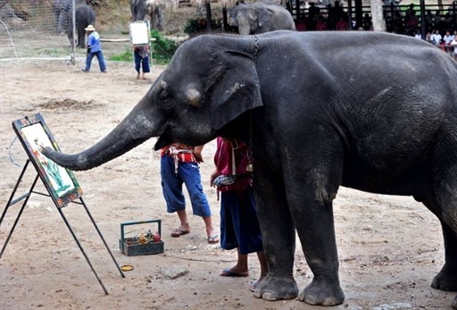 THAILAND - ELEPHANT - TOURISM