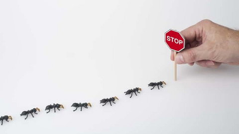 Domowej roboty pułapka na mrówki – zrób ją sam