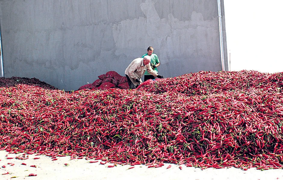 Kod berbe i prerade potreban je veliki oprez
