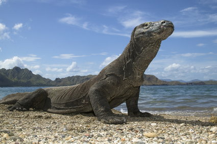 Indonezja chce zamknąć wyspę Komodo dla turystów, bo ludzie kradną warany