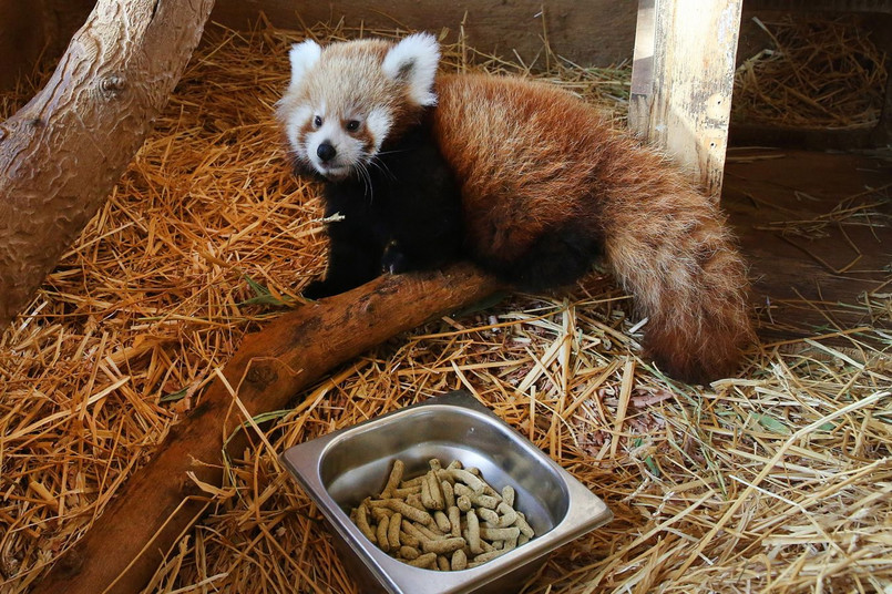 Nowo narodzona panda czerwona w Parku Zoologicznym Attica, na wschód od Aten