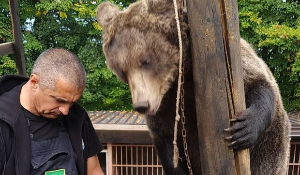 Druželjubive medvedice sa planine Ozren