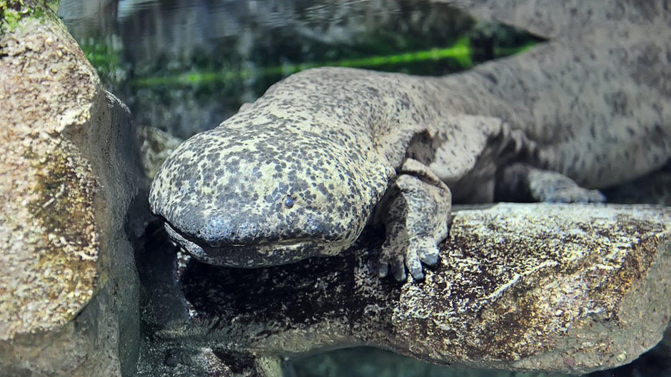 Chińska salamandra olbrzymia (Andrias davidianus)