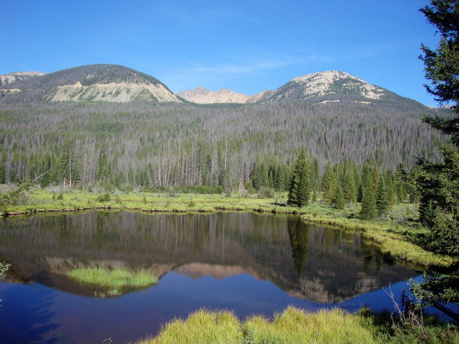 ... danas su ogoljeni