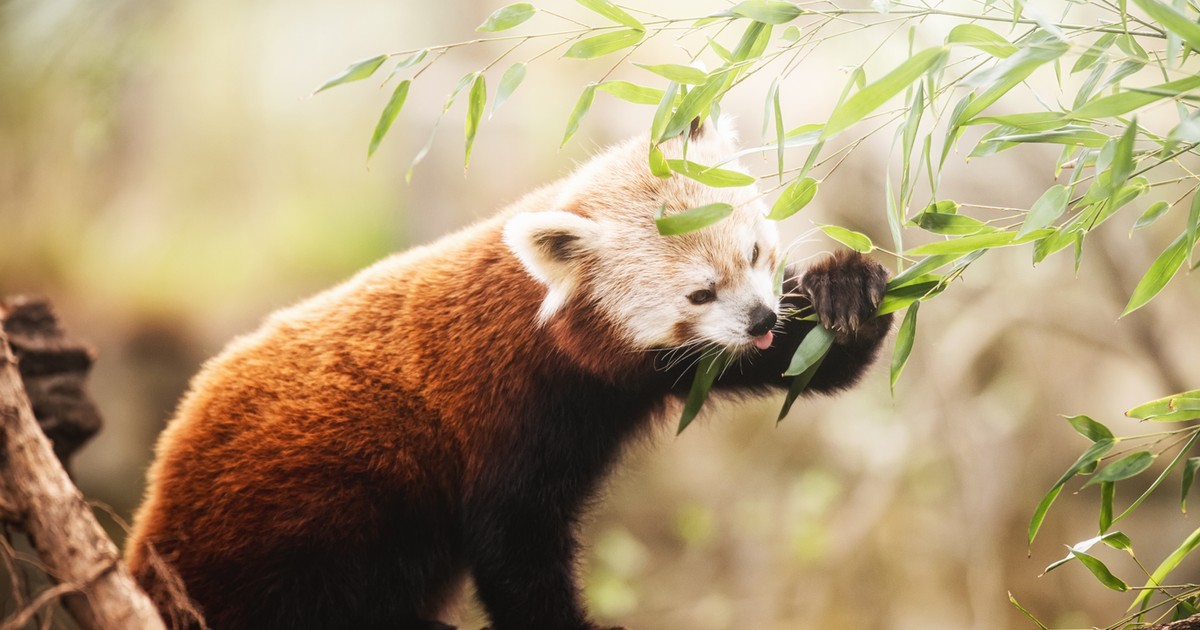 Poznajcie Lian! Panda ruda zamieszkała w zoo i czeka na partnera ...