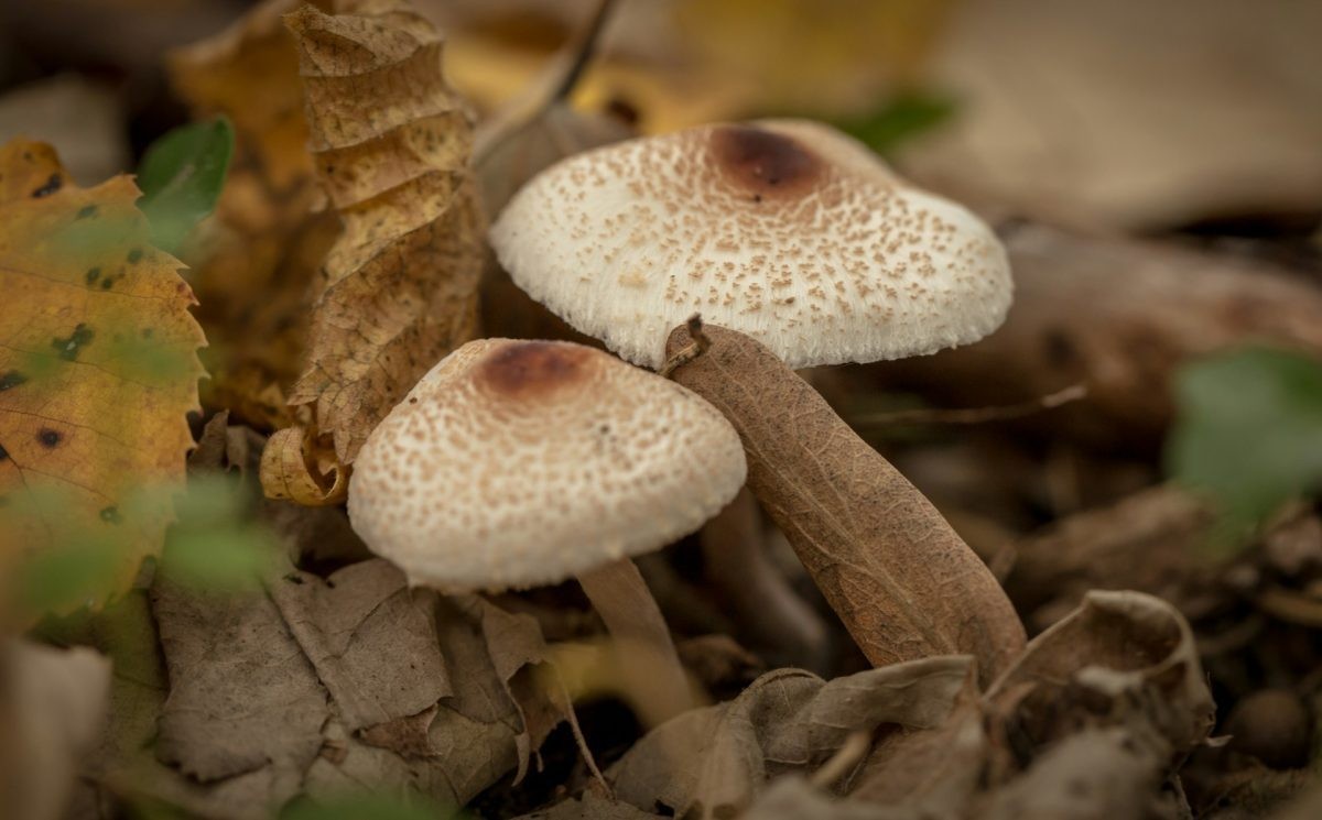 Lepiota brunneoincarnata (Bedlička hnedoružová).