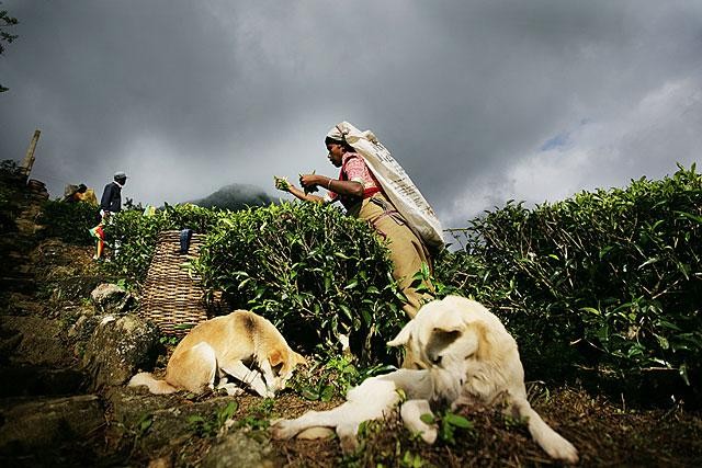 Galeria Sri Lanka - Herbacianym szlakiem, obrazek 13