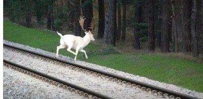 Biały daniel na Helu