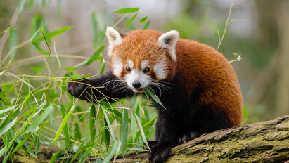 Eldőlt: ez lesz a budapesti állatkert vörös pandájának neve