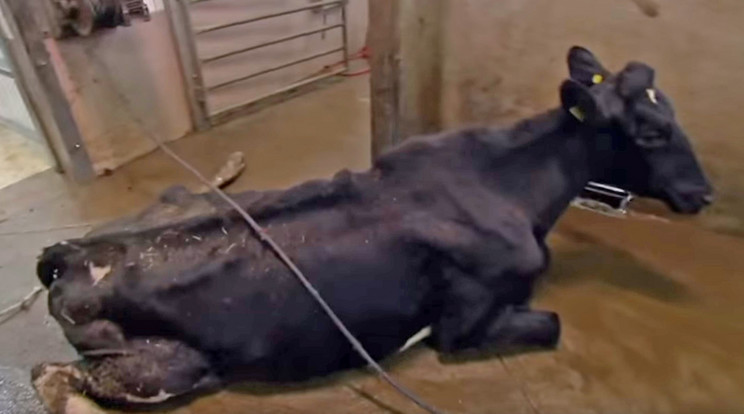 A beteg állatok levágásáról lengyel tévések készítettek felvételeket