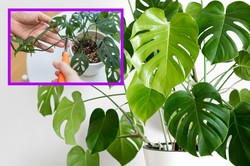 Monstera ma żółte liście? Natychmiast popraw jedną rzecz