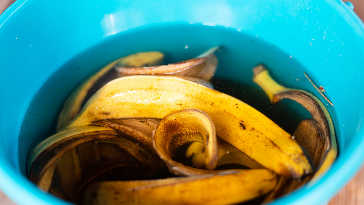 Woda ze skórki bananowej jako nawóz do roślin