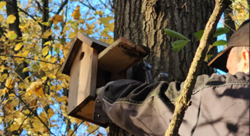 Regularne czyszczenie budek to jeden z najprostszych sposobów, by realnie pomóc ptakom w mieście. Usuwane są zużyte gniazda i pasożyty, dzięki czemu ptaki dostają świeży start w nowym sezonie. 