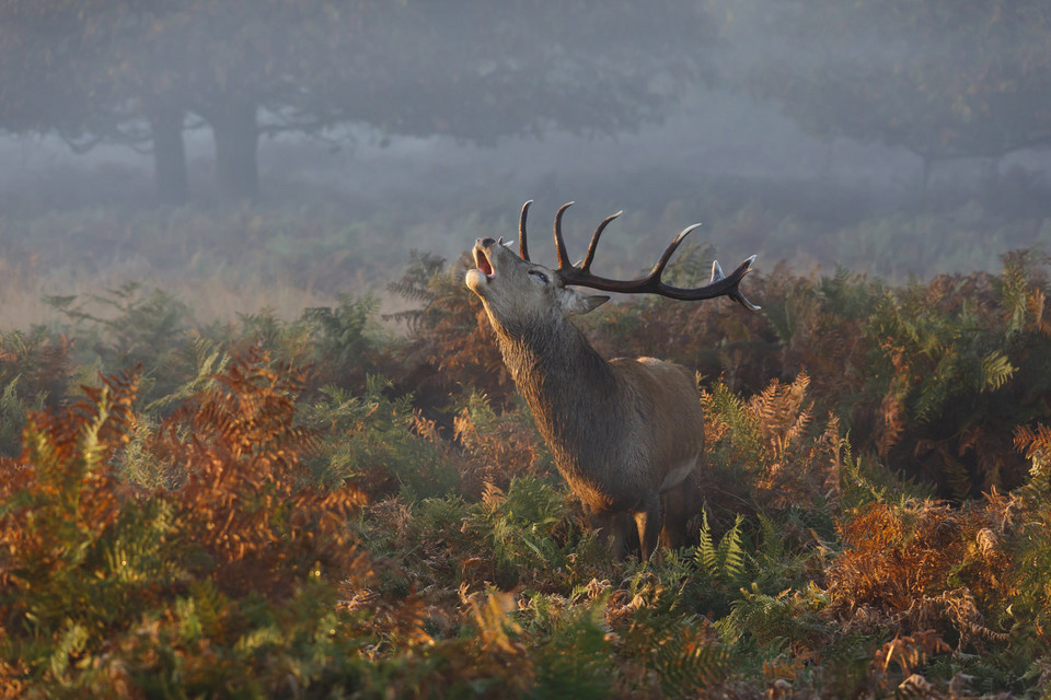 Wyróżnienie w kategorii Przyroda - "Stag Deer Bellowing" (pol. Jeleń na rykowisku) - Prashant Meswani / National Geographic Photo Contest 2014