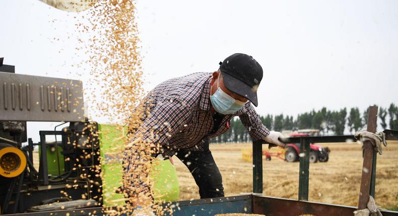 A farmer harvests wheat in the fields in central China's Henan Province.
