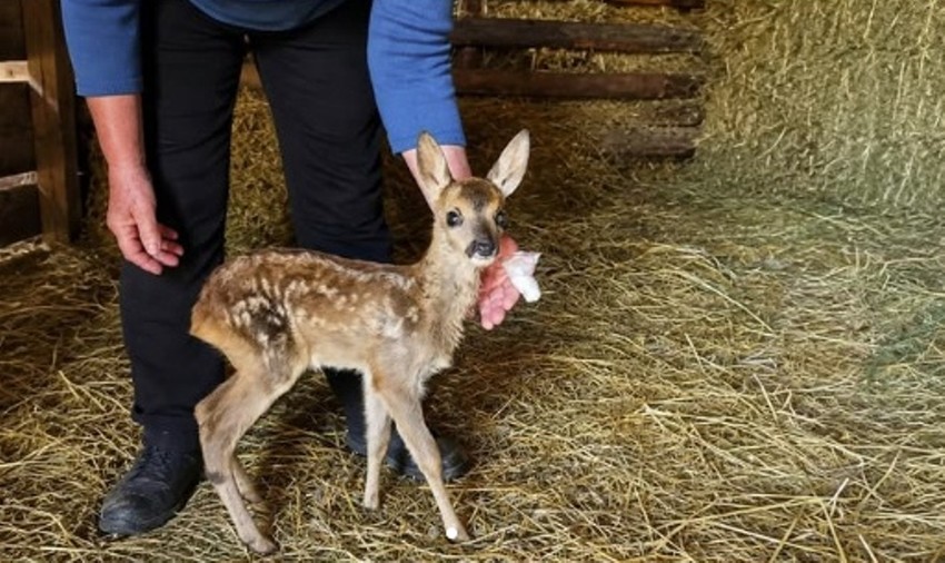 Lane kome su dali ime Mašan polako jača i već pije celu flašicu mleka