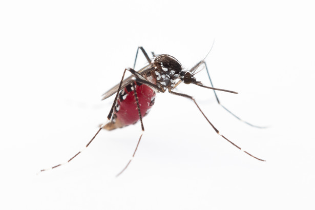 Alarmujące dane: Najwyższa dobowa liczba zgonów na dengę, umierają głównie młodsi