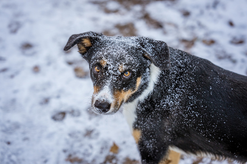 O psy zimą trzeba szczególnie zadbać