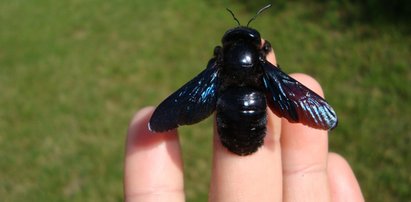 Te owady uznano za wymarłe. Teraz powróciły na lubelszczyznę