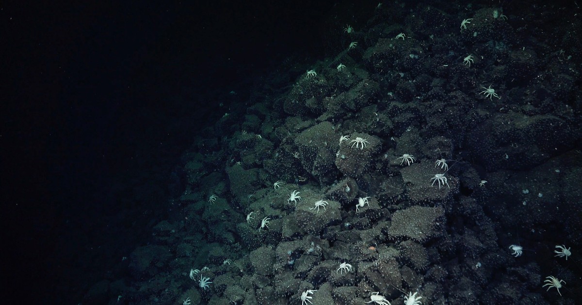 Scientists discovered a field of deep-sea hot springs after following a ...
