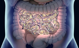 Infekcja koronawirusem zakłóca zdrową równowagę drobnoustrojów w jelitach
