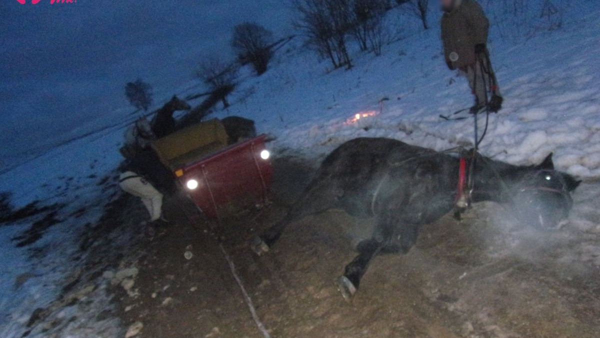 Fundacja Viva! alarmuje – konie nie mogą ciągnąć sań wyładowanych pasażerami po drogach bez śniegu. Każda taka sytuacja to śmiertelne zagrożenie dla zwierząt. Tym razem do przewrócenie się konia podczas kuligu doszło w Zakopanem.