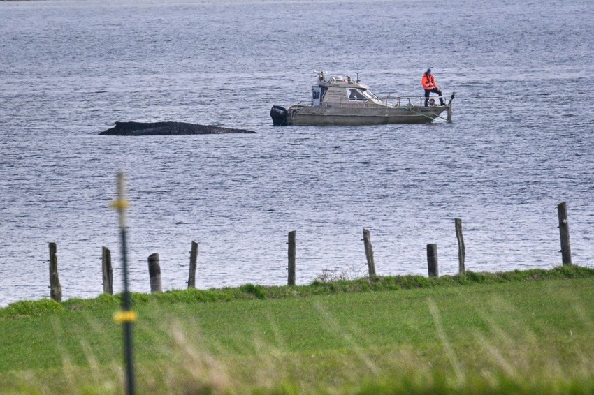 Nasukani kit u Nemačkoj - Ilustracija
