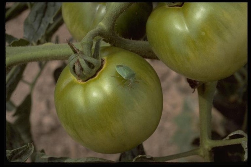 Paradajz koji oštete smrdibube nije dobar za jelo