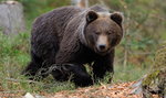 Niedźwiedź zaatakował turystę w Tatrach. Tak incydent tłumaczy TPN
