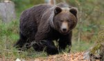 Niedźwiedź zaatakował turystę w Tatrach. Tak incydent tłumaczy TPN