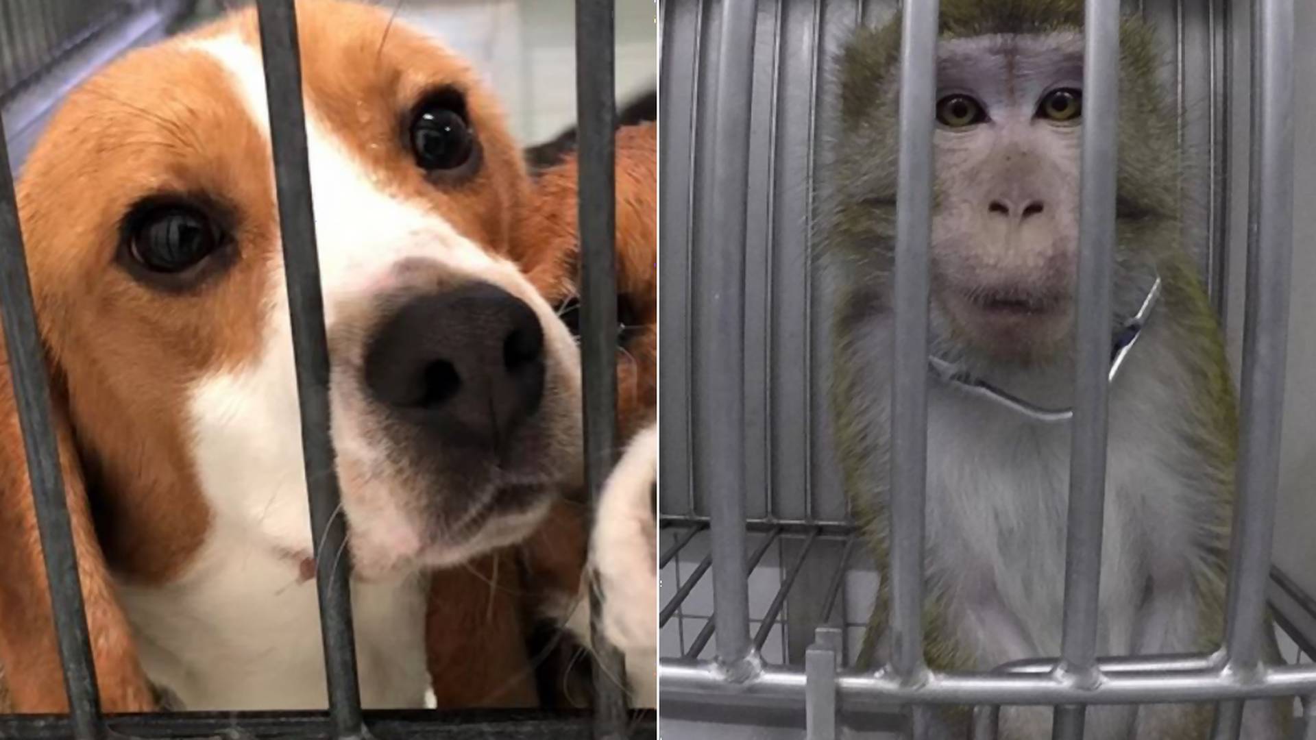 Otrasné zábery: Aktivisti natočili nehumánne pokusy na vydesených zvieratách