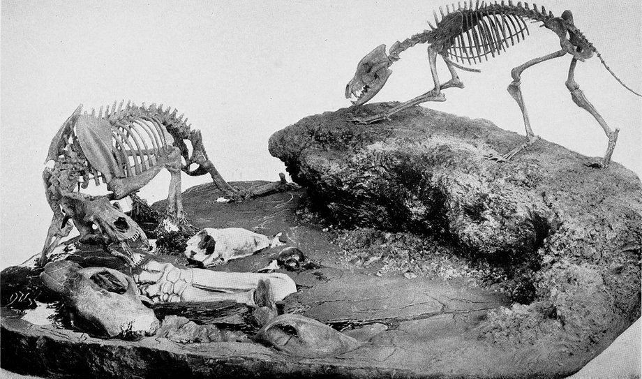 A sabre-tooth and dire wolf with the bones of a giant sloth.