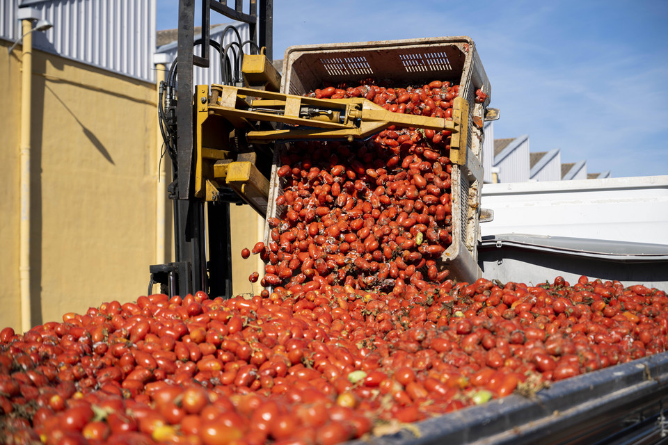 La Tomatina 2023