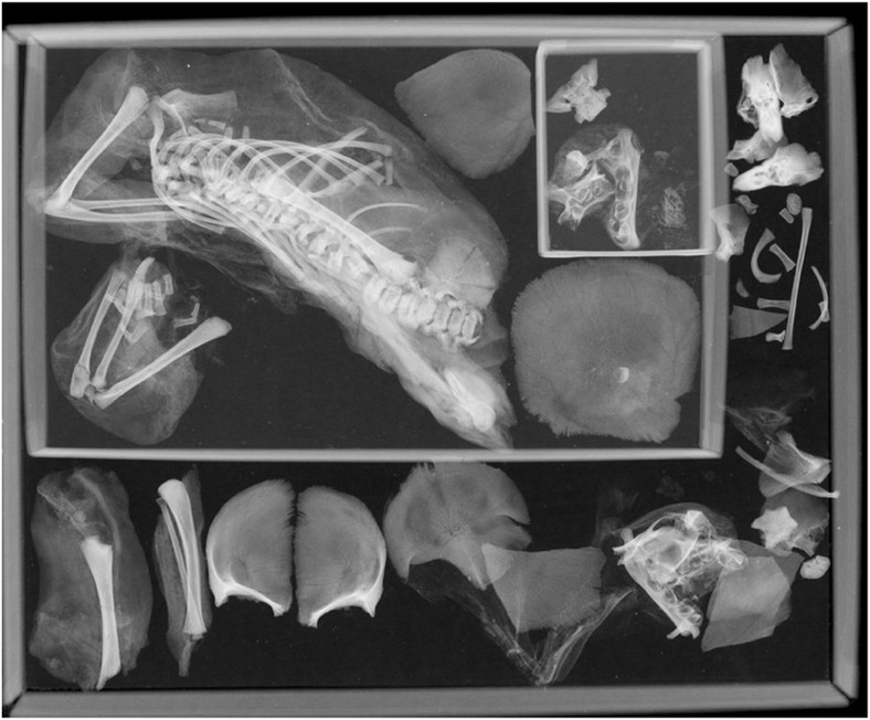 Zdjęcie rentgenowskie zmumifikowanego płodu